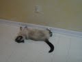 Siamese cat getting freaked out