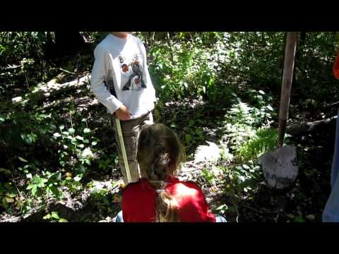 how to transplant a maple tree from the woods