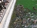 poissons fous