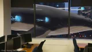 The Whale and The JellyFishes