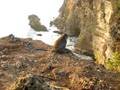 videos de monkey sunset