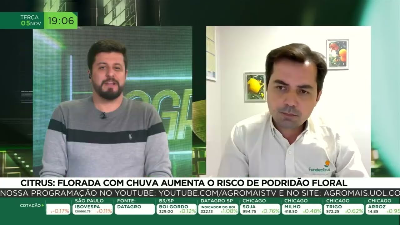Citrus: Florada com chuva aumenta o risco de podridão floral
