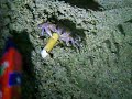 How To Fight a smoking crab smokin HE TRYS TO KILL ME