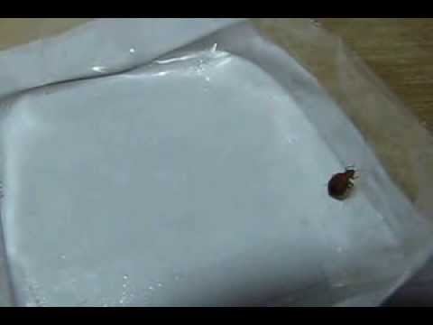 how to isolate bed bugs
