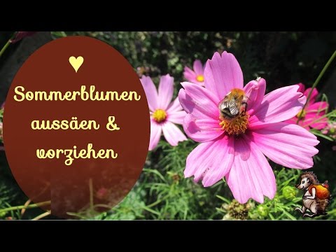 Sommerblumen: Sommerblumen aussen & vorziehen │ ...