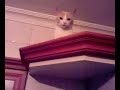 Ka�ak Kedi