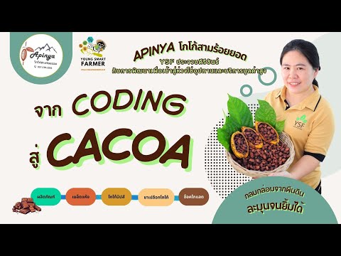 Apinya โกโก้สามร้อยยอด YSF ประจวบคีรีขันธ์ กับการพัฒนาเพื่อเข้าสู่ห่วงโซ่อุปทานและบริการมูลค่าสูง