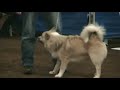 Iceland Dog Kloi at his very first conformation show