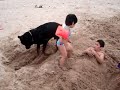 Rottweiler with KidZ