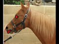 Paranoya Caballos