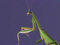 Praying Mantis