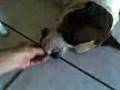 BOXER DORMINDO 2