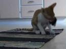 Zatan and his toy mouse