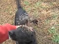 Puppy Rescue Oprah DarnFar