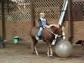 Misty small pony Grandson   riding bareback in halter
