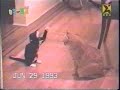 video cassetadas