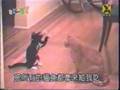 video cassetadas