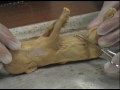 Pig.wmv