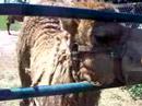 Dromedary (camel) Closeup