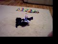 トイプードル動画