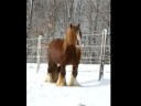 Gypsy Horses Emerald Winds The Red Baron