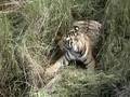 videos de Kanha Tiger show