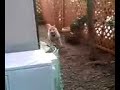 柴犬動画