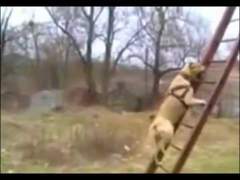 Il cane acrobata Il cane acrobata