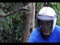 Click here to watch this video Thai TV - Thailand Video: Baby Cobra in the Street - Southern Thailand