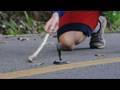 Thai TV - Thailand Video: Baby Cobra in the Street - Southern Thailand