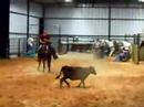 dolly-10yr-old-calf-horse-for-sale.html