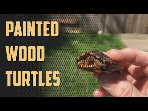 YouTube reptile video