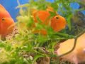 Exotic Birds, Fish at Animal Sanctuary