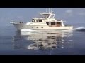 Beluga Cruising