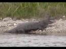 Gator PPines Gator PPines