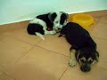 In 4 con la pallina