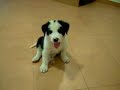 In 4 con la pallina