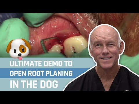 how to treat gum disease in dogs