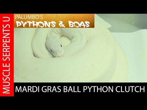 YouTube reptile video