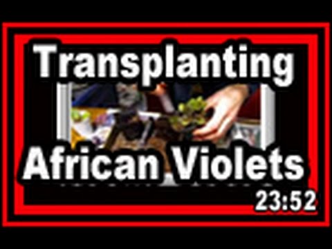 how to transplant violets