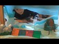Prehistoric Park Episode 1 Part 1 FULL