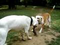 Bullet and Trixie playing Tug o War