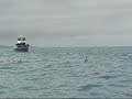 Dolphin Encounter, Kaikoura, New Zealand. Dolphin Encounter, Kaikoura, New Zealand.