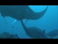 Subacquea Maldive Ago 2007 Mante