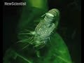 Simple-minded nautilus reveals flash of memory