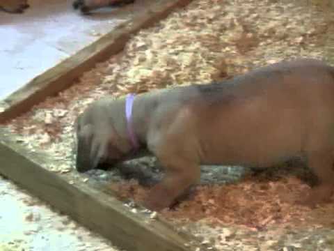 Light Purple Girl puppy