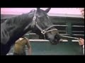 Blaze of Glory- Go For Wand, Eight Belles, and Ruffian