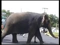 Ringling Elephant Abuse in Austin, TX
