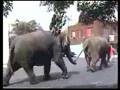Ringling Elephant Abuse in Austin, TX