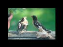 Ballet of the Rose-breasted Grosbeak